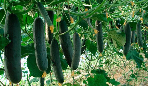 Лучшие гибриды огурцов для тепличных условий: выбираем урожайные сорта