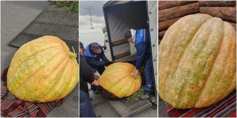 В Бресте выросла тыква-гигант