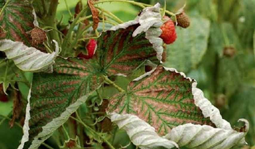 ��� ������ ����� �������� ��� �������: ����������� � �������� ��������