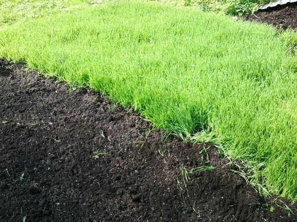 Секреты успешного огорода: лучшие сидераты для плодородной почвы