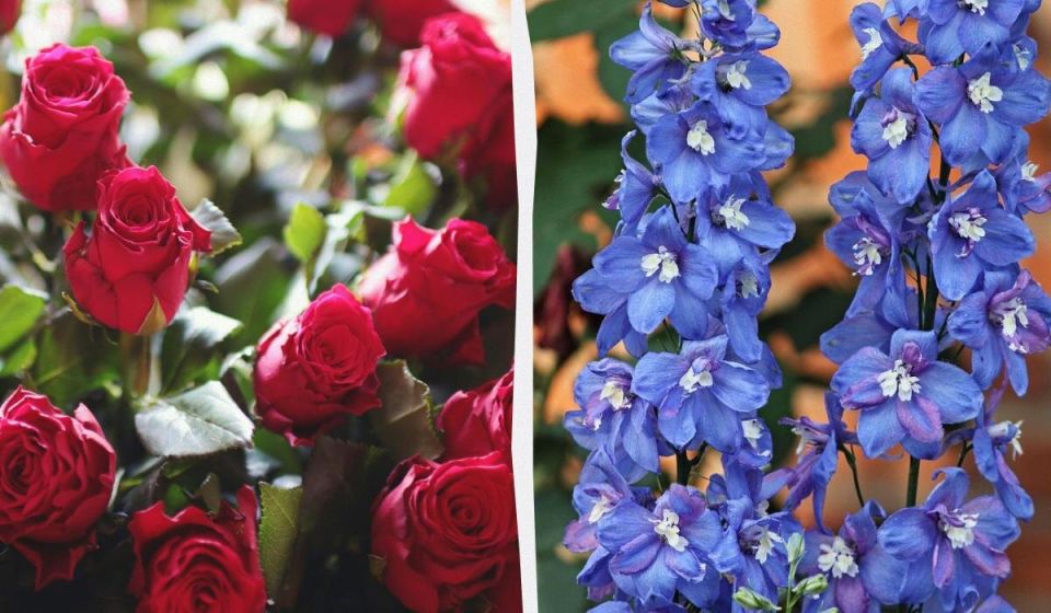 Как создать идеальное соседство для роз: 7 растений, которые оживят ваш розарий