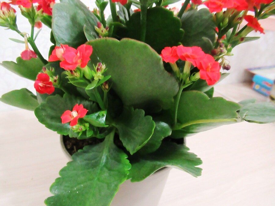 ������� ������� �������� ���������