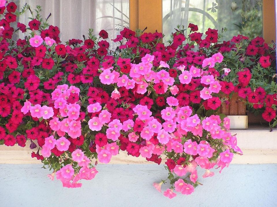 ��������� ����� �������: ��� �������� ������� �������� � ��������� ����