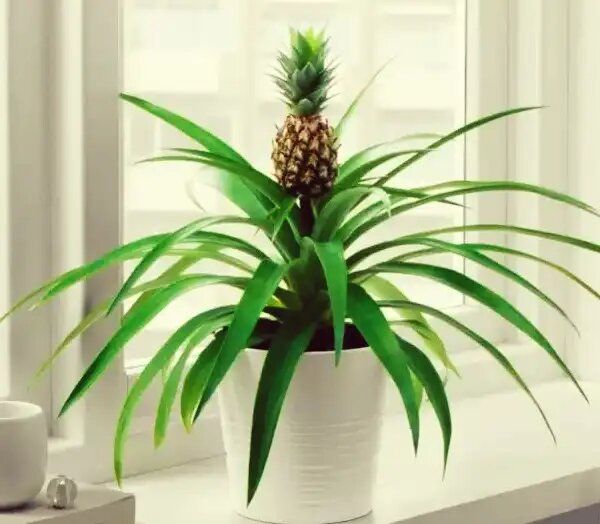 ����������� ������� � �������� ��������: �������� ������