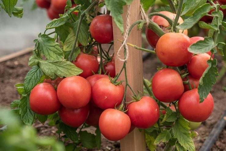 Почему раннеспелые гибриды Лимеренс F1 и Лирика F1 – идеальный выбор для огородников