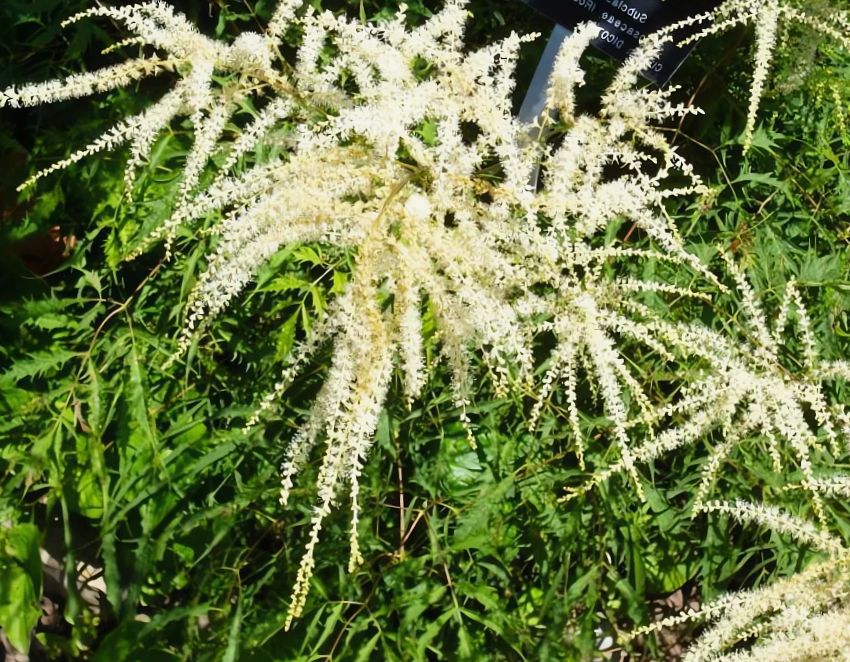 Очарование волжанки: преображение сада с минимальными усилиями