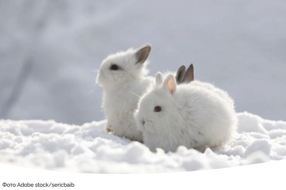 Как позаботиться о кроликах в зимний период: советы по утеплению и кормлению