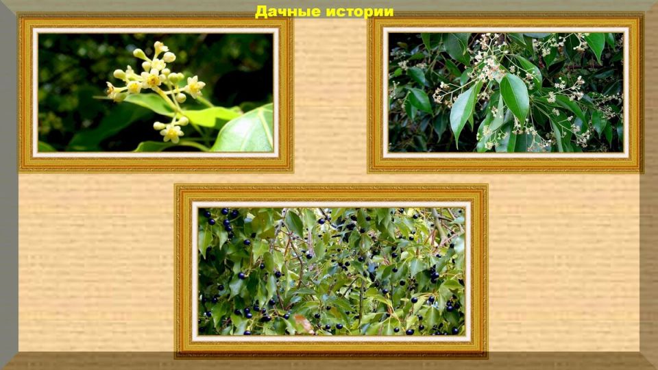 Эффективная борьба с вредителями: как использовать камфорный спирт на даче