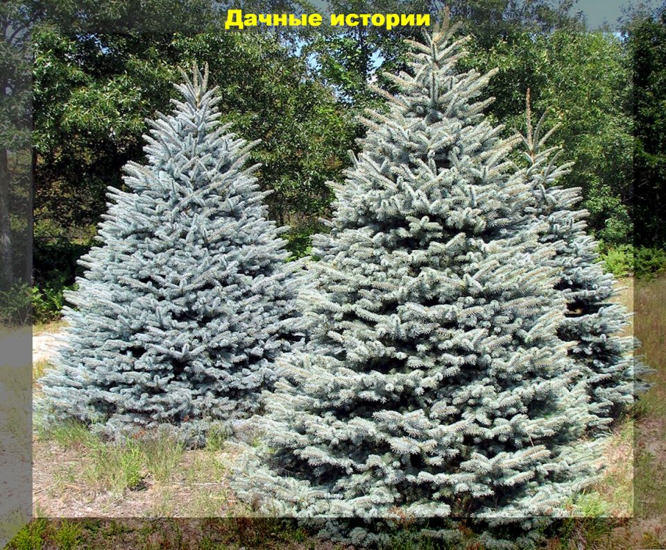 ������ ��������: 25 ������� � ������������ �������� ��� ������� ����