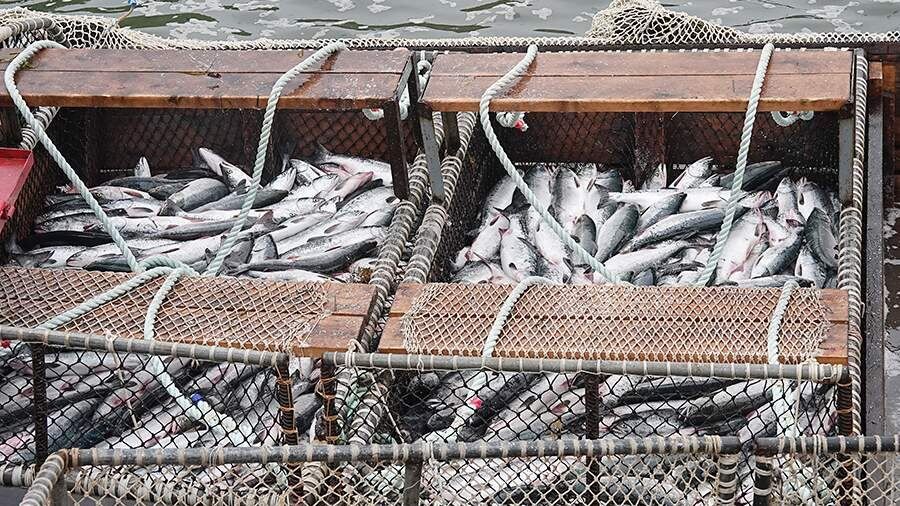 �������� ������ ���� � �������� ��������: ��� ����� �� ������ ��������