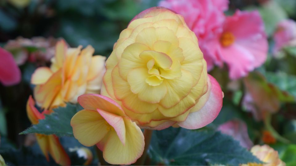 ������� �������: ��� ������� �������� �����������