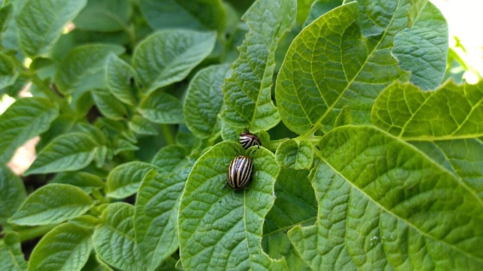 ��� �������� ��������� �� ������������ ����, �� ������� ���� ������