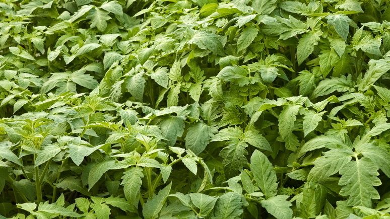 ��� ������������� ������ ������� ��������� �� �������������� �����