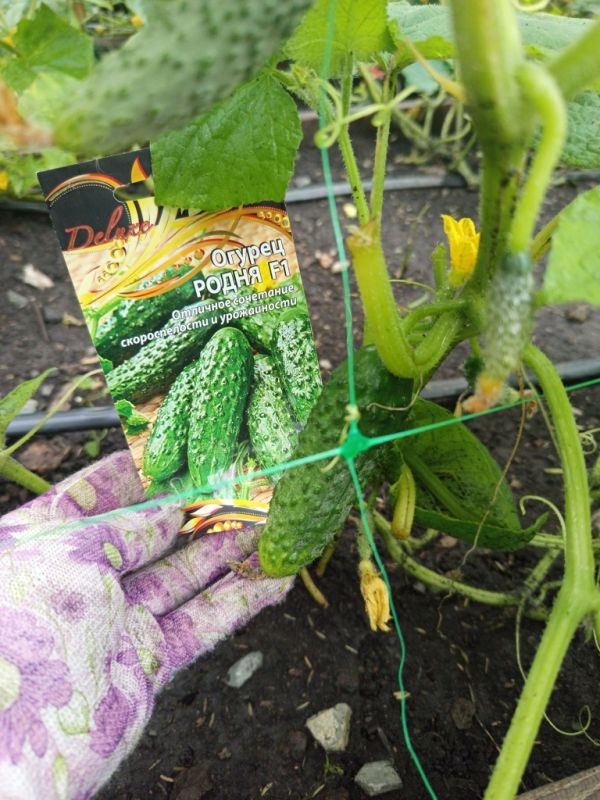 ������ ����� F1: ��� �������� ������� ������ ��� ���� �����