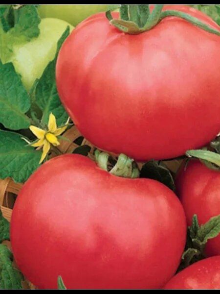 ����� �����: ������ ���� ��� ������� ��������� �� ������ �������