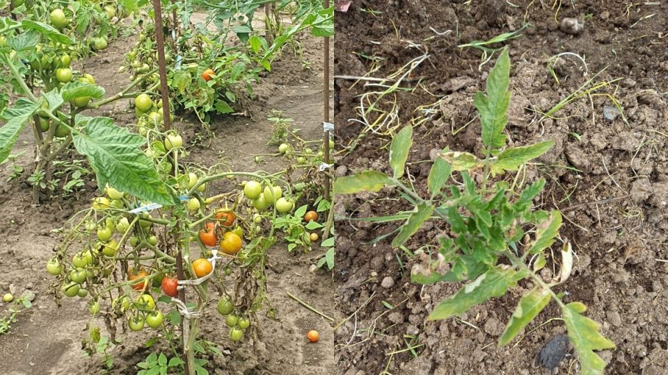 ��� ����������� ����� ������� �������� �������� � ������������� ����