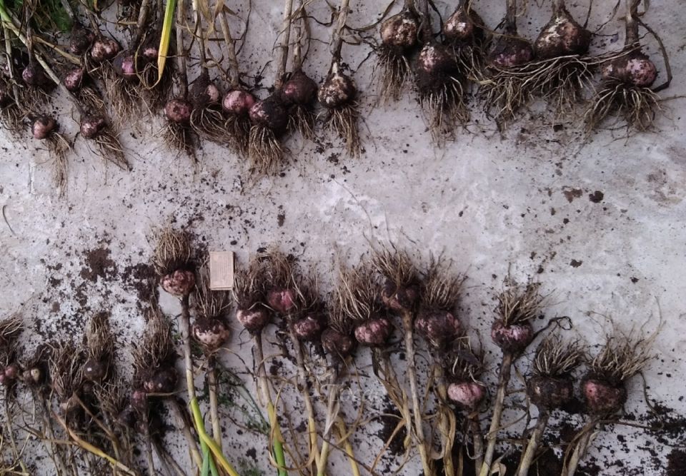 ��� ��������� ������� ������: ������� �������� �������