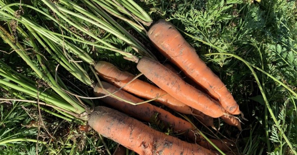 ������� �������, �� ������� ���������� ����������: �������� ������ ����� ��� ������ ����