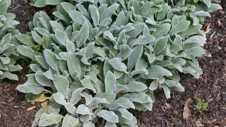 ������: ����-��� ��� ������ �������