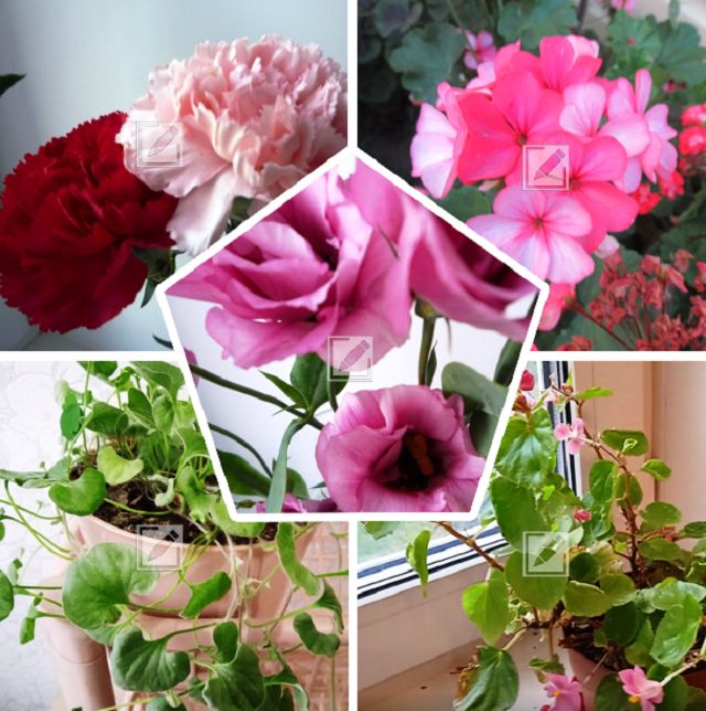 Что посеять в декабре: пять цветов с медленным ростом