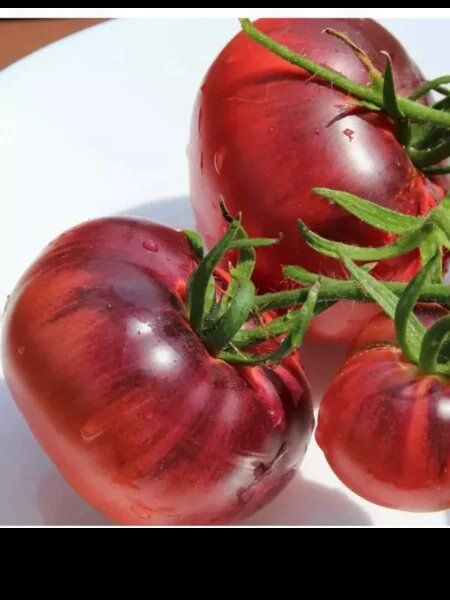 ����� ����������: ������� ��������� ����� �� �������� �������