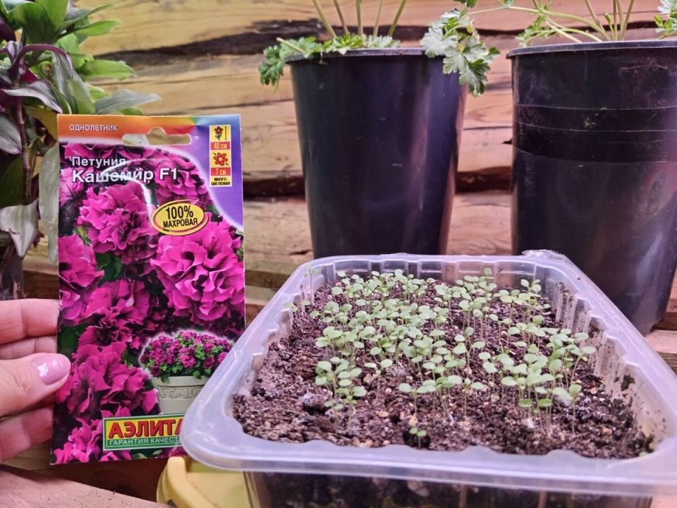 Почему петуния не всходит: решаем проблемы с быстротой прорастания