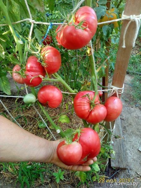 ����� ������ �������: ������������� ������������ ���� ��� ������ �������