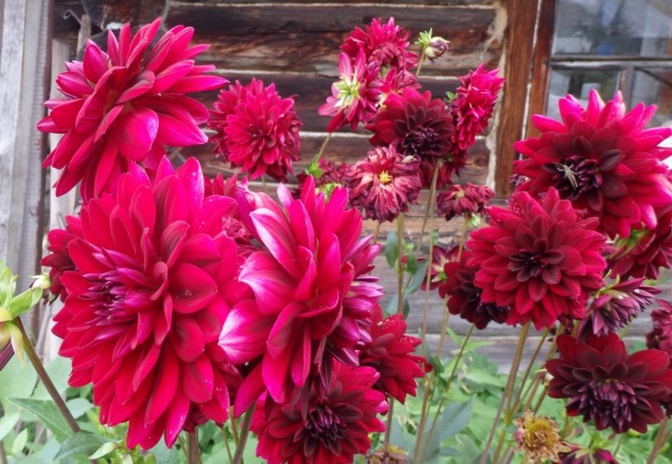 ���� �� ���������� ��� ������� ��������: �������������� ��� �� ������� ������