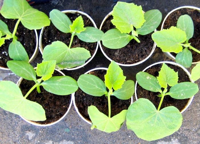 Экономия пространства на участке: огурцы на шпалерах как простой ход