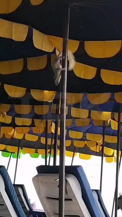    ?.  :   ,     .       