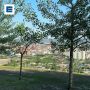 Группа «Яхонт» выступит сегодня на Караульной горе