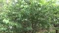 СОЧНАЯ И СЛАДКАЯ. ГДЕ ПОКУПАТЬ ЧЕРЕШНЮ?