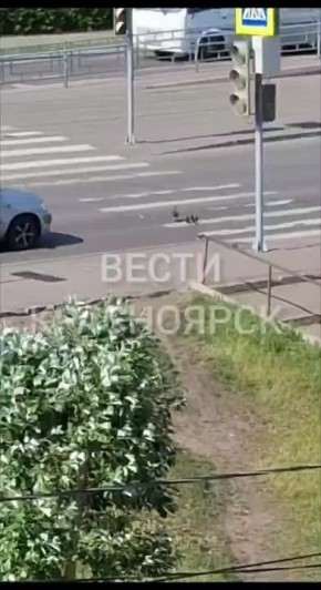 Семья уток чудом не погибла под колесами авто на проспекте Красноярский рабочий