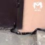 Змеюка сбежала из террариума в Железногорске