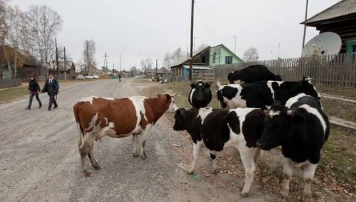 В Хакасии продолжают выплачивать компенсации на содержание личного подворья