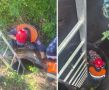 Упавшую в коллектор собаку спасли в Красноярске