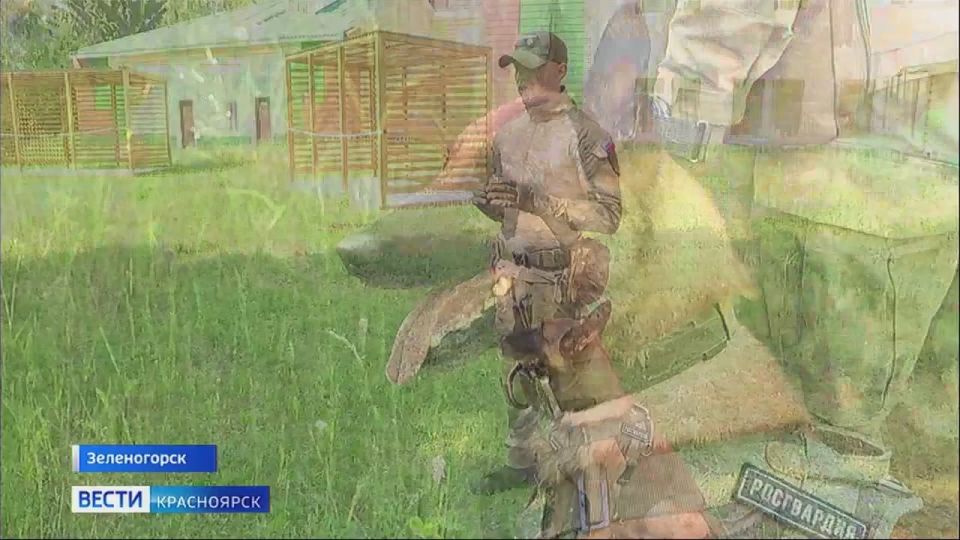 В Зеленогорске в честь дня кинолога сотрудники Росгвардии провели мастер-класс