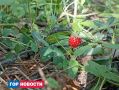 В Красноярске начала поспевать лесная земляника