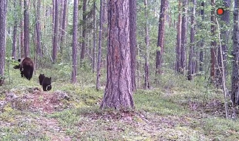 Косолапая семейка попалась в фотоловушку Тунгусского заповедника, что находится в Красноярском крае