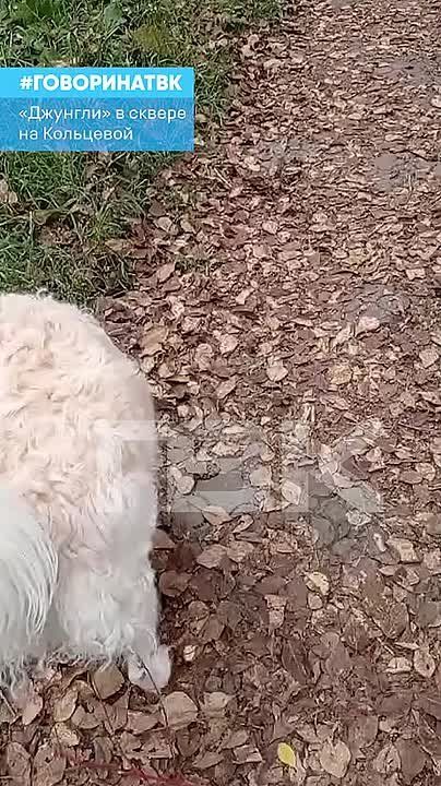  ,   