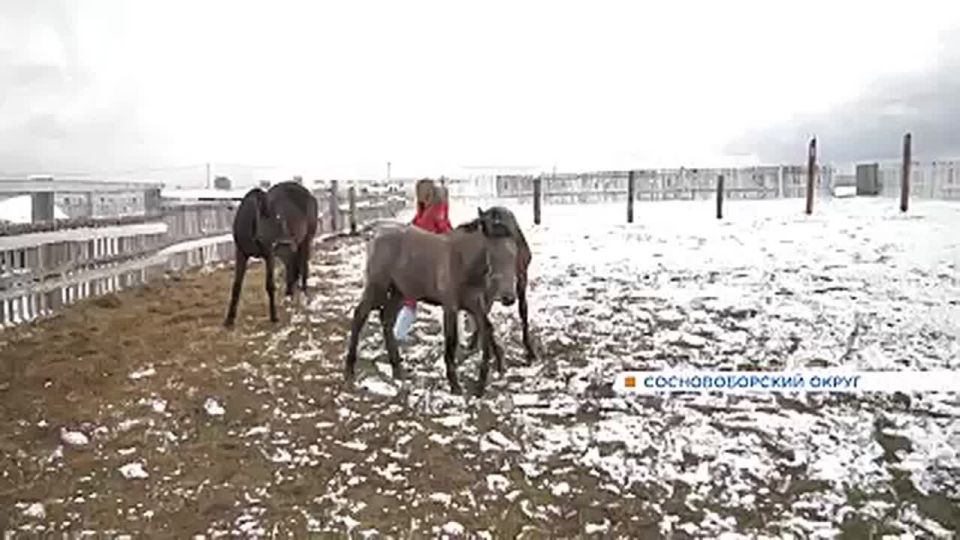 Спортсменка из Красноярска создала свой конный клуб