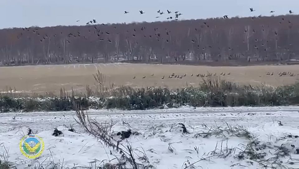 Одна из примет приближающейся зимы