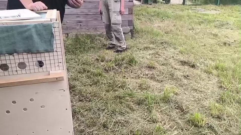 Японский журавль из Красноярского зоопарка "Роев ручей" уехал покорять столицу