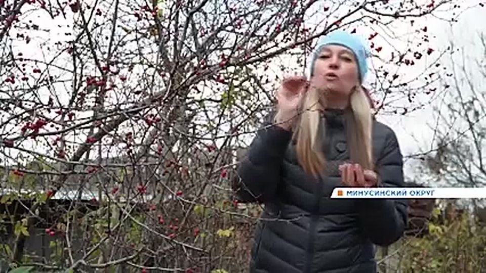 В Минусинске дачники собирают урожай барбариса