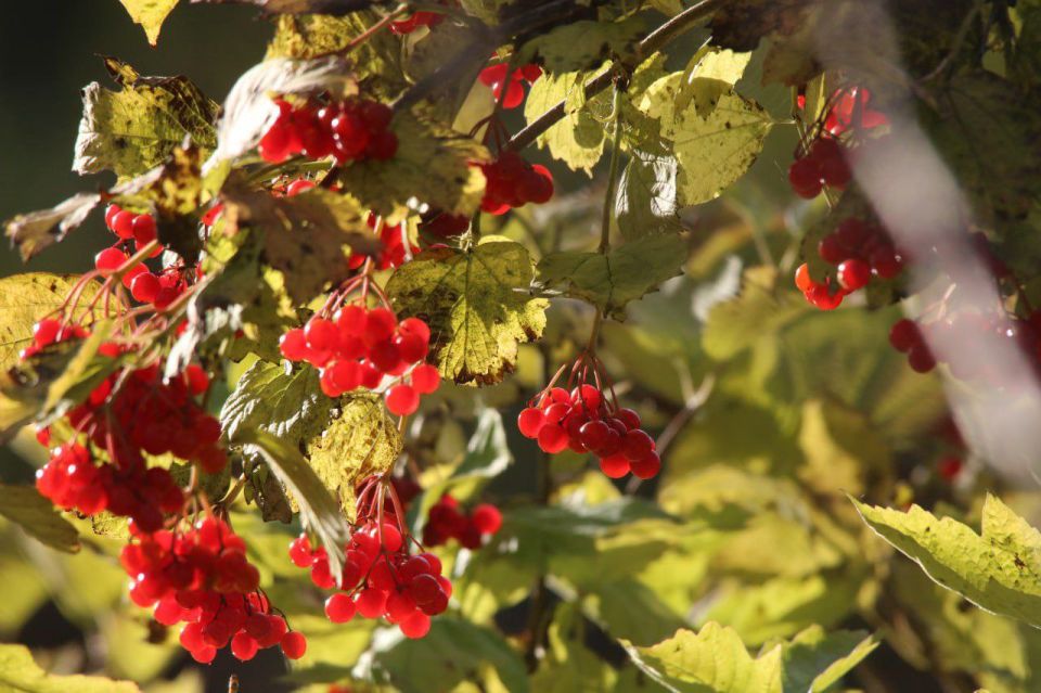 За городом уже лежит первый снег, а ещё совсем недавно октябрь радовал теплом и своими сочными красками