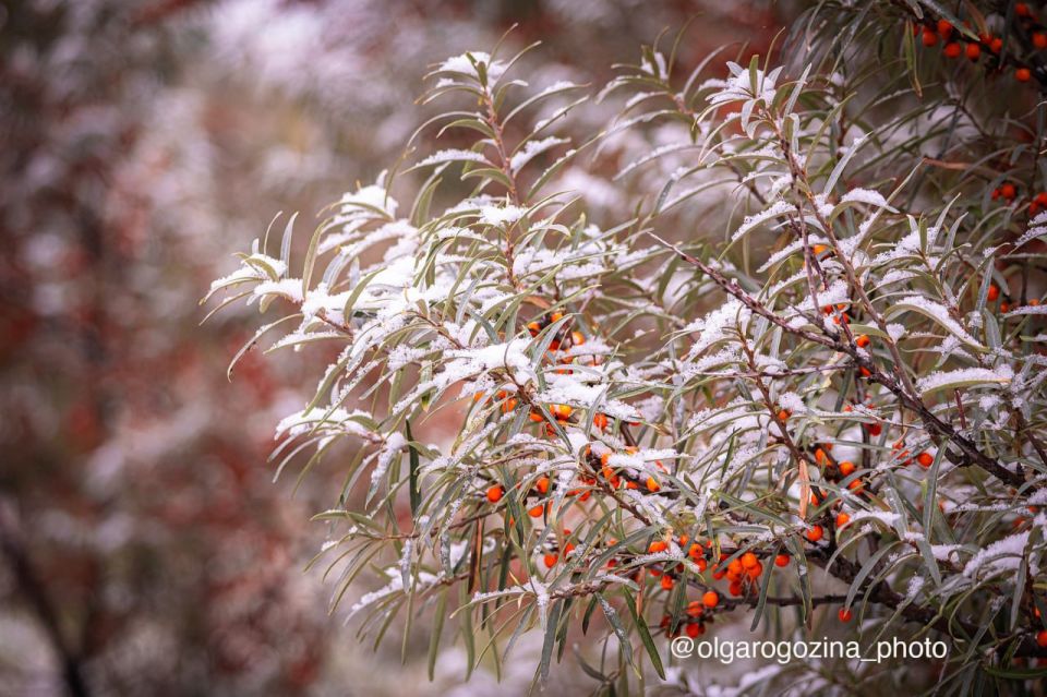 Синицы пожаловали на облепиховый пир