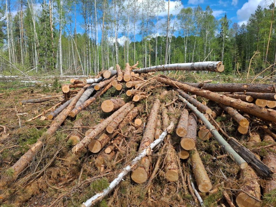 Житель Красноярского края под видом сельхозработ незаконно рубил лес
