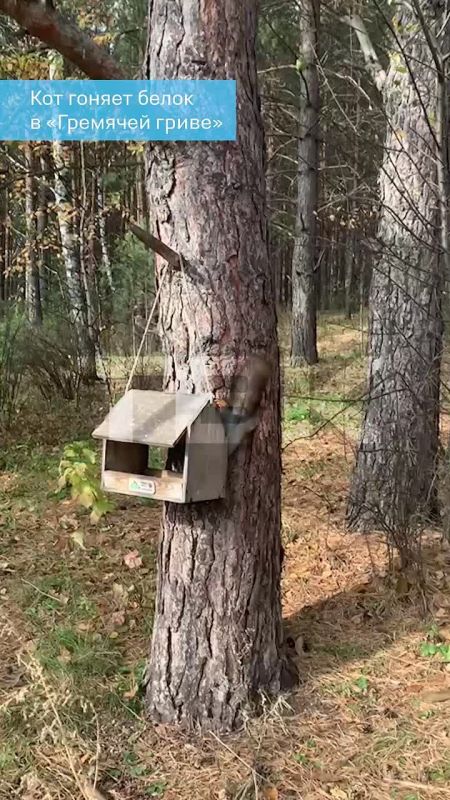 Кот гоняет белок в «Гремячей гриве»