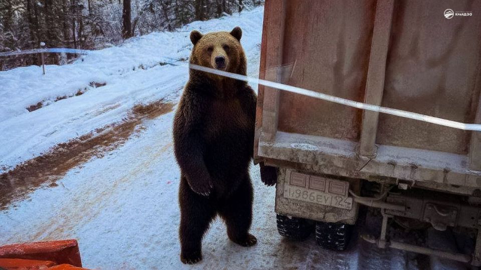 В Красноярском крае к дорожникам нежданно нагрянули с инспекцией хозяева тайги