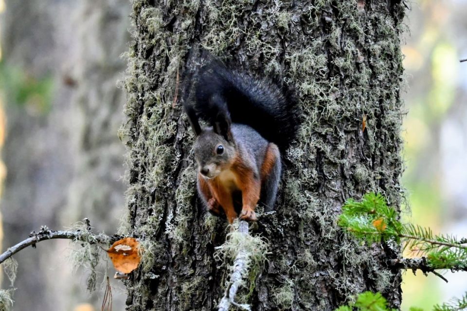 Настоящие лесные акробатки!